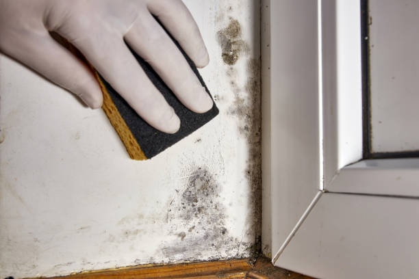 Mold Documentation for Insurance Claims in Wind Lake, WI